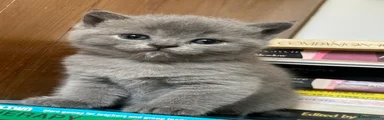 British Shorthair 1