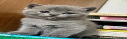 British Shorthair cats for sale: Gorgeous British shorthair kittens - Advert 6