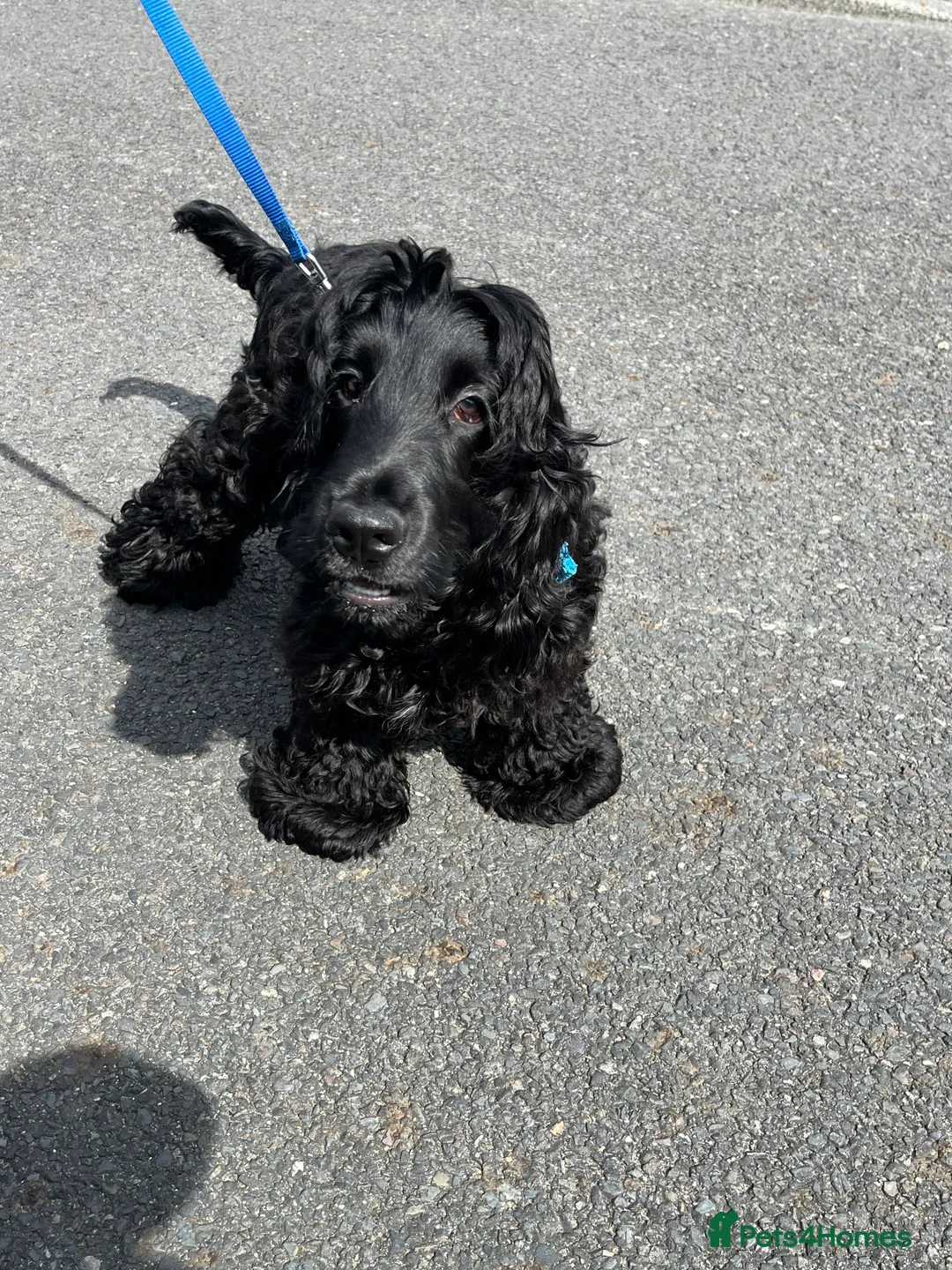 Cocker Spaniel dogs for stud: Show type cocker spaniel in Steyning - Advert 2