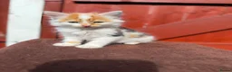 Mixed Breed cats for sale: Mixed ragdolls - Advert 5