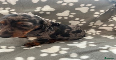 Dachshund dogs - Advert 6