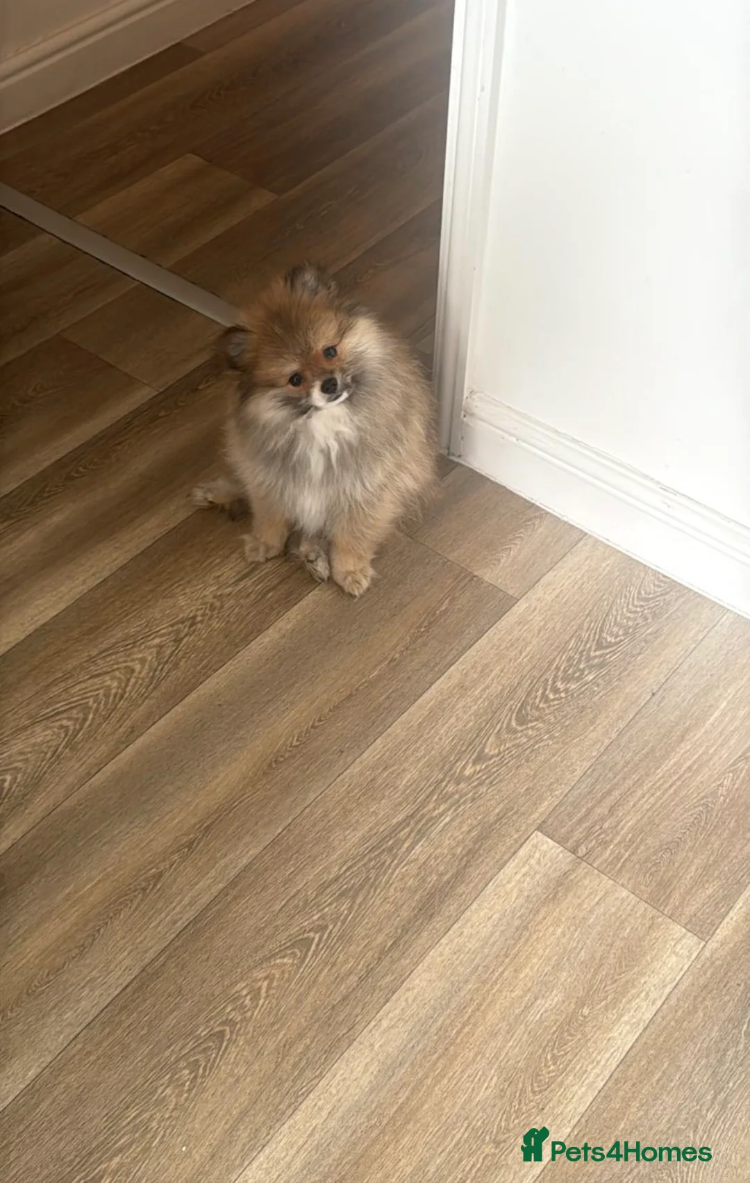 Pomeranian dogs for sale: Pomeranian puppy  in Mansfield - Advert 2
