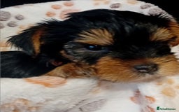 Yorkshire Terrier dogs for sale: Yorkshire Terrier one little boy - Image 7