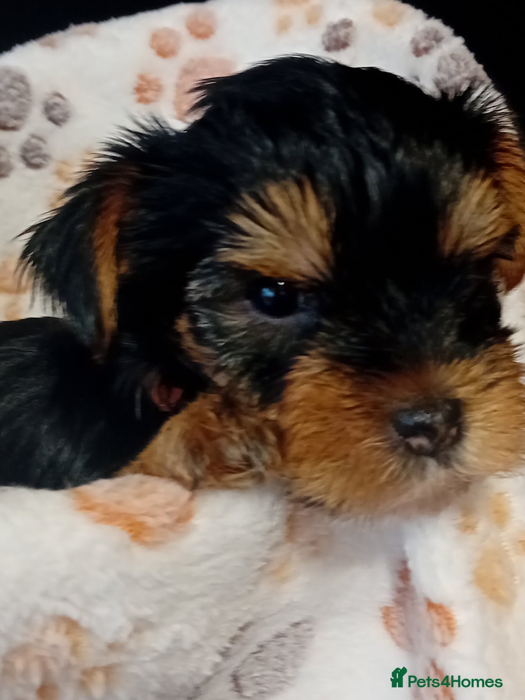 Yorkshire Terrier dogs for sale: Yorkshire Terrier one little boy - Image 7