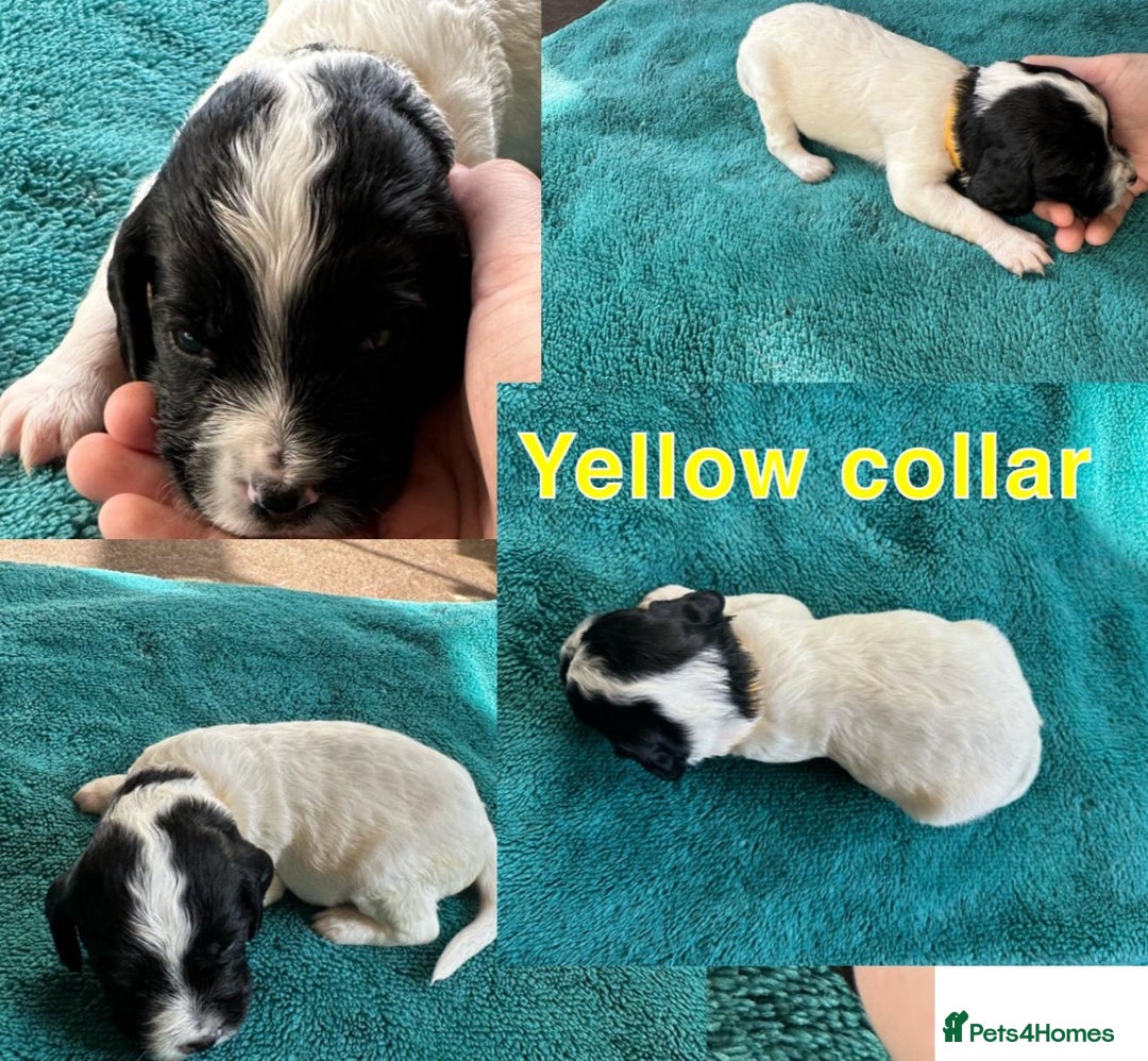 Sprocker dogs for sale: Sprocker for sale - Image 5