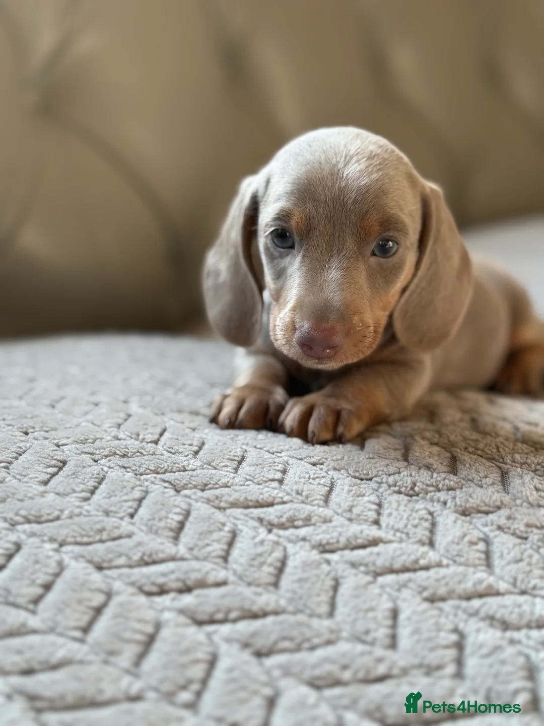 Miniature Dachshund dogs for sale: 🎀 SHOW QUALITY KC REGISTERED MALES AND FEMALES 🎀 - Advert 16