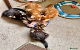 Mixed Breed cats for sale: Lovely bengal mix kittens: tabby, ginger, black - Image 15