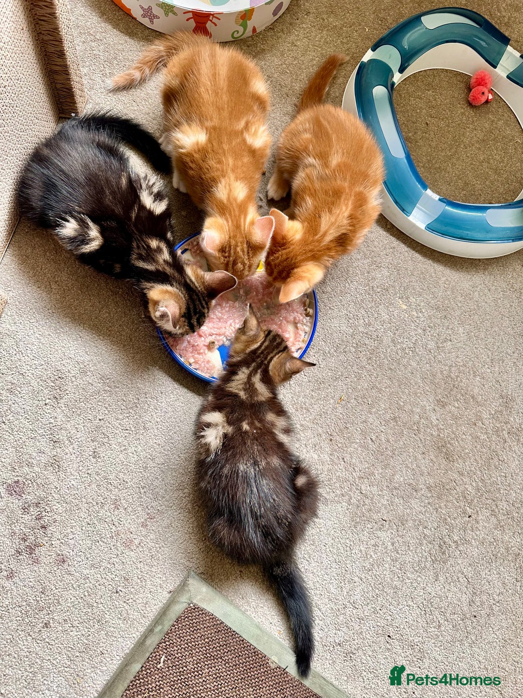 Mixed Breed cats for sale: Lovely bengal mix kittens: tabby, ginger, black - Image 15