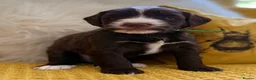 Mixed Breed dogs for sale: Ready Sunday, Miss Red, Mini MegaCoat Schnockerpoo - Advert 15