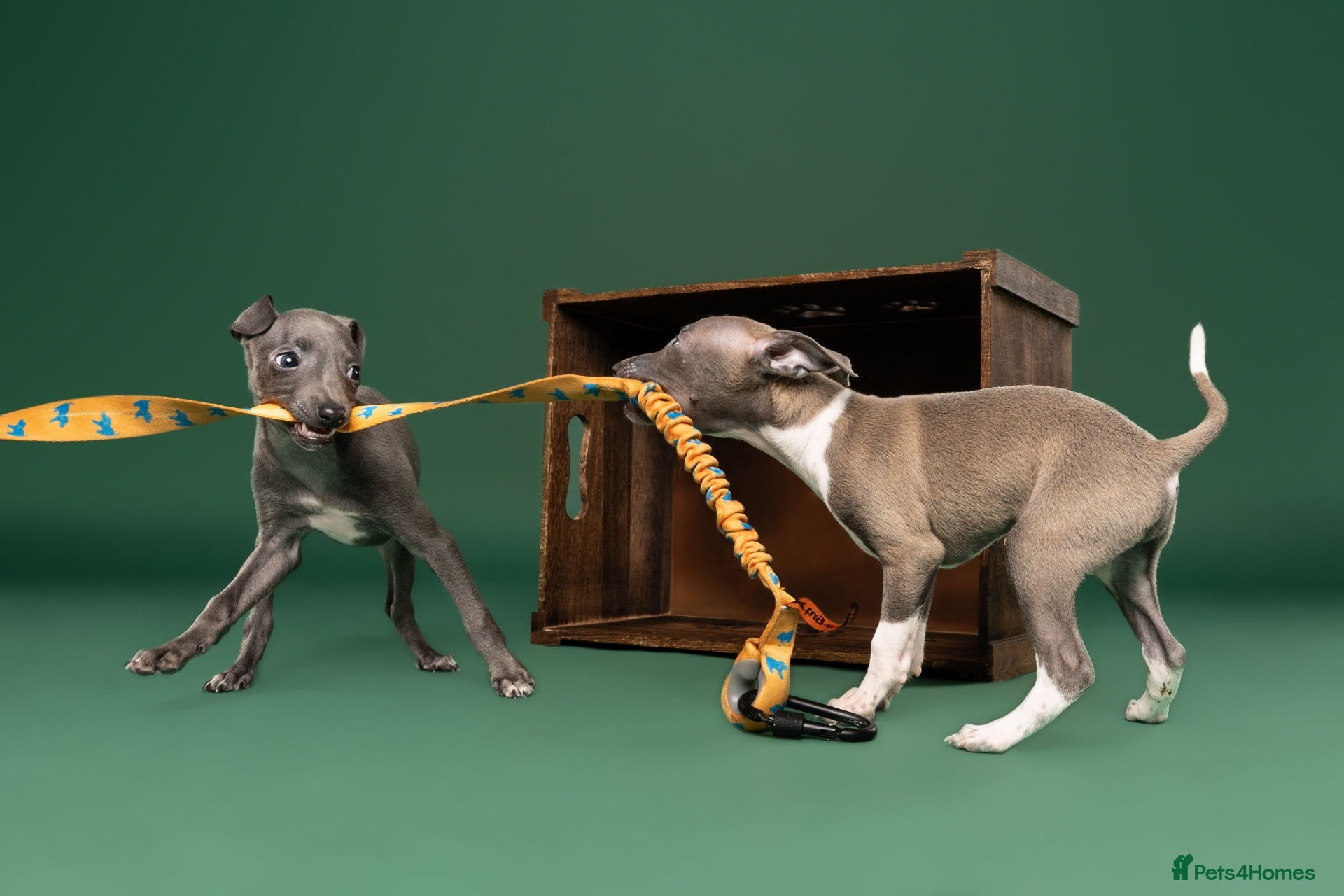 Italian Greyhound dogs Kc registered Italian greyhound pups  - Advert 2
