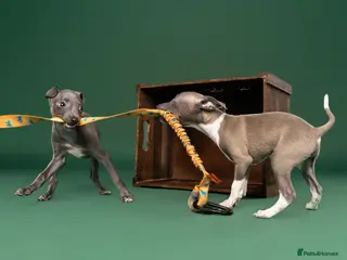Italian Greyhound dogs Kc registered Italian greyhound pups - Advert 2