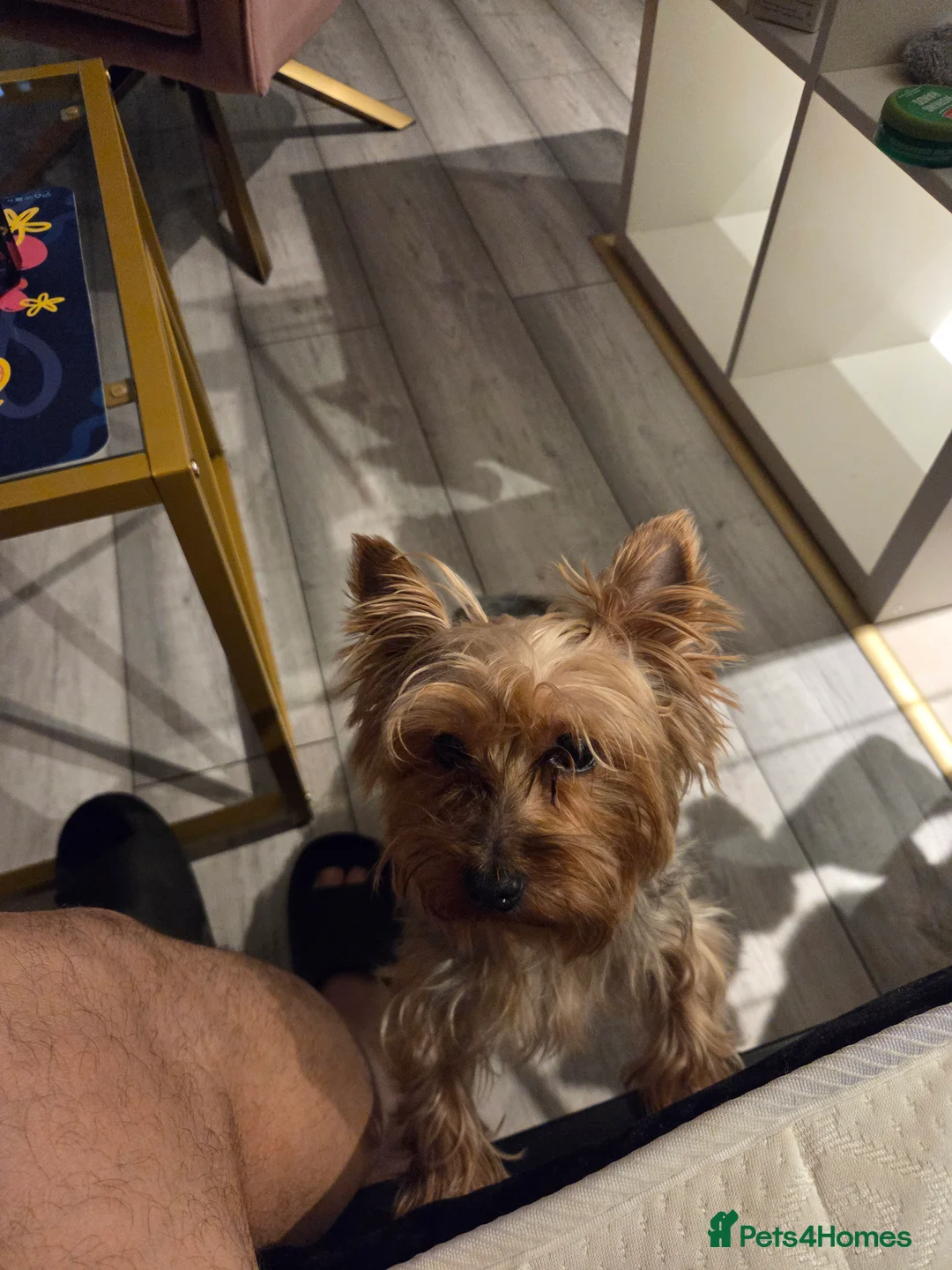 Yorkshire Terrier dogs for stud: Reggie  - Advert 2