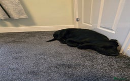 Mixed Breed dogs for sale: Tilly the Sheprador GSD/Lab cross - Image 4