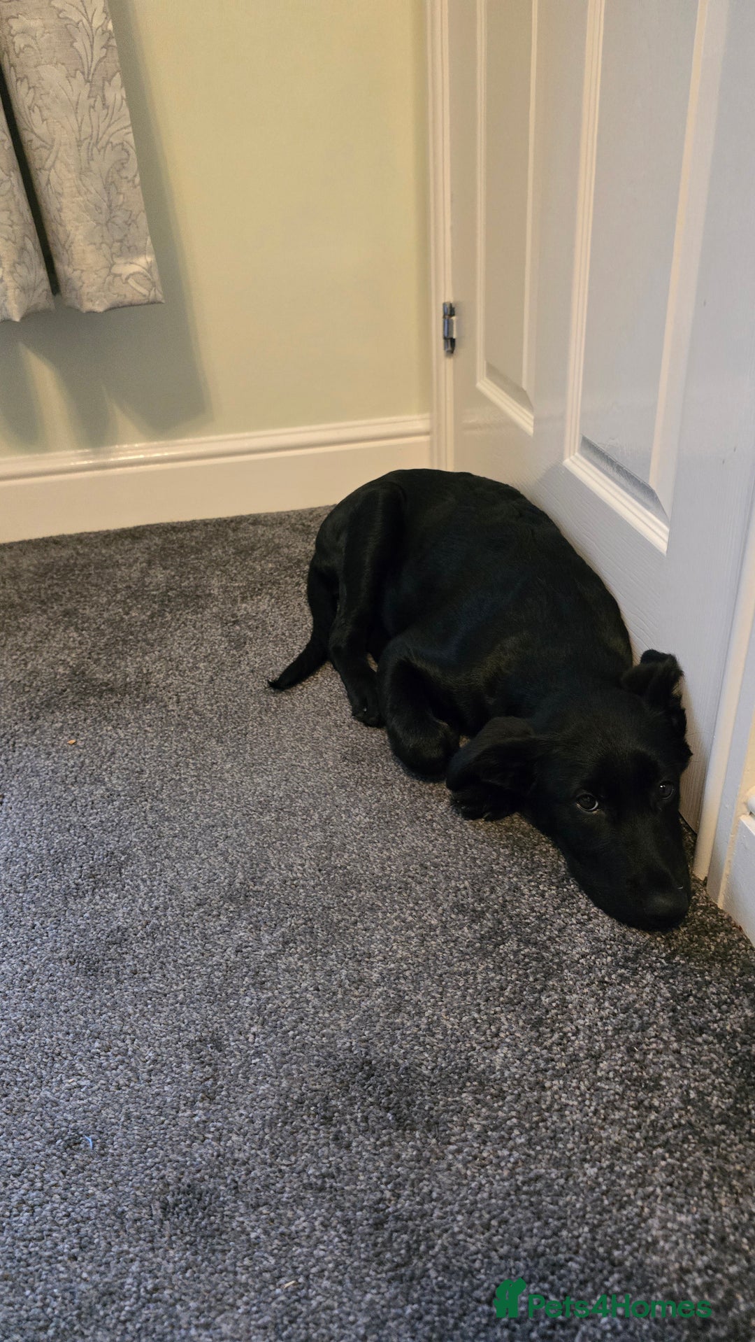 Mixed Breed dogs for sale: Tilly the Sheprador GSD/Lab cross - Image 4