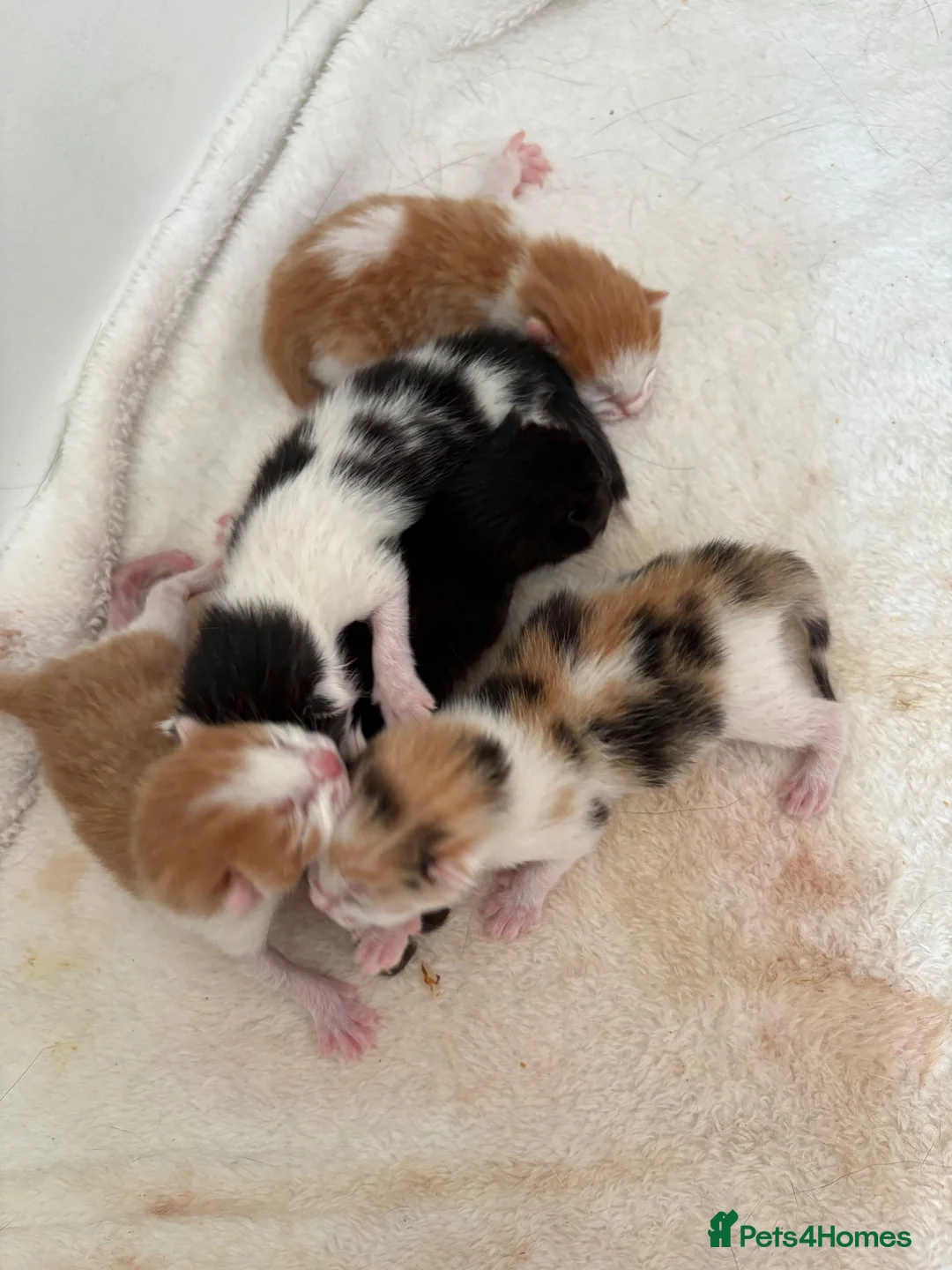 Mixed Breed cats for sale: Part ragdoll kittens  in Tamworth - Advert 2