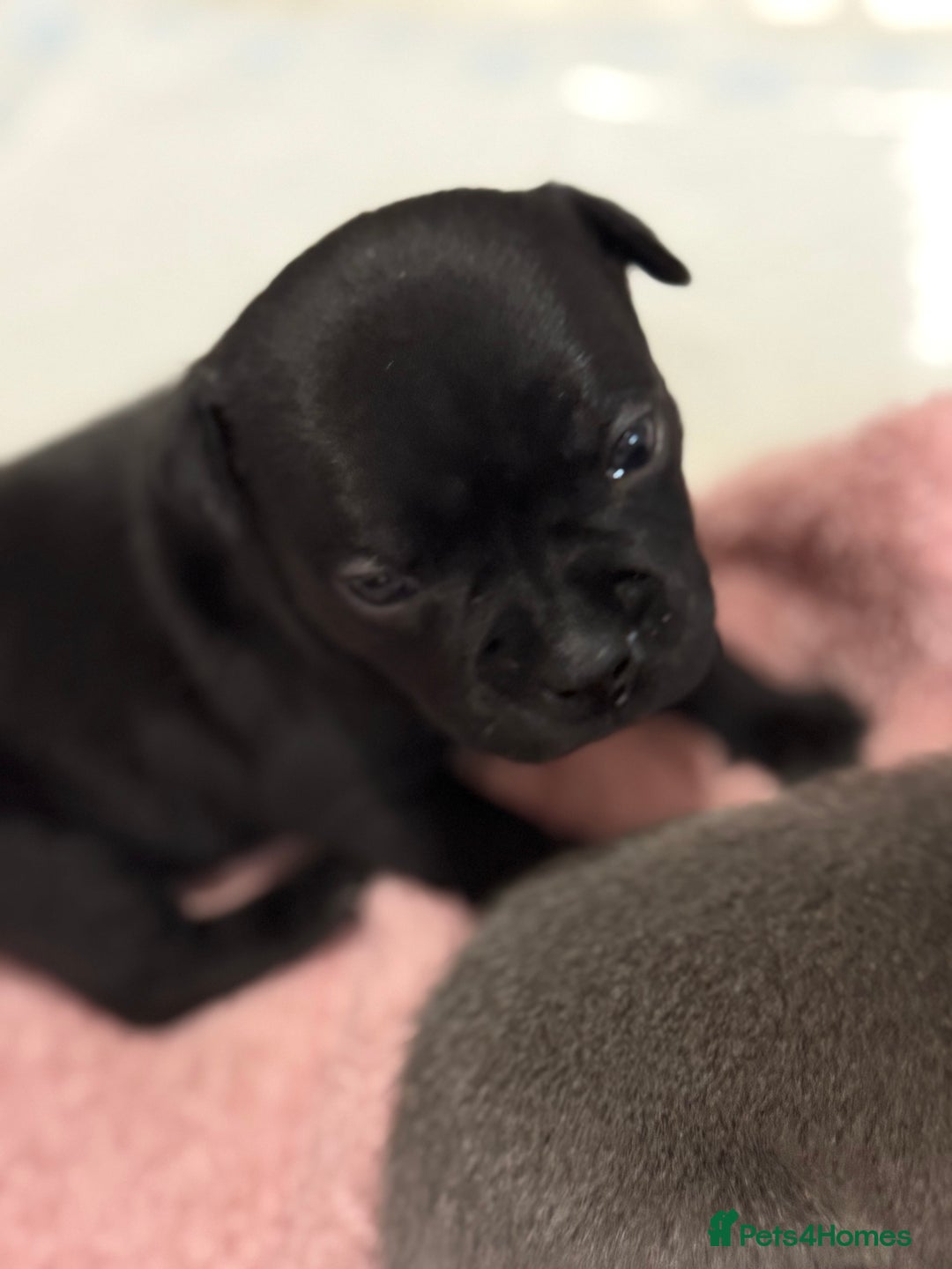 Staffordshire Bull Terrier dogs for sale: Staffordshire bull terrier puppies kc papered - Advert 14