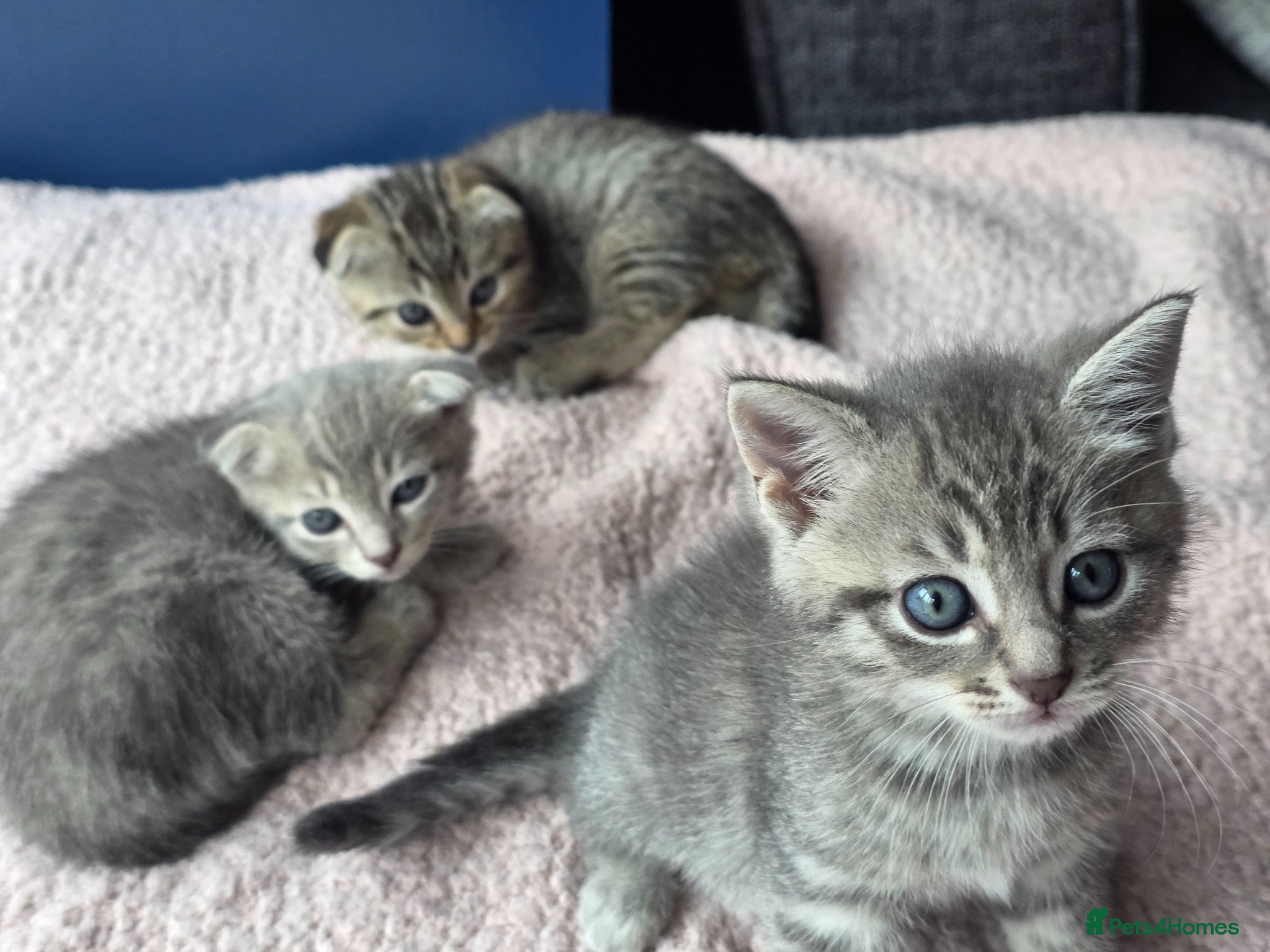 Scottish Fold cats Beautiful Scottish Fold Grey kittens for sale - Advert 1