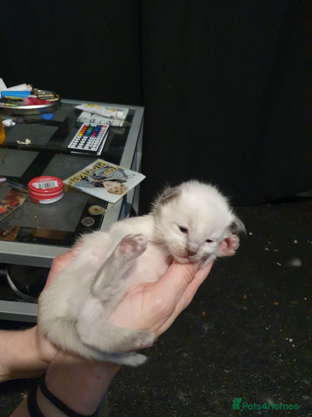 Ragdoll cats for sale: 3 ragdoll kittens forsale - Image 7