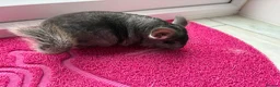 Chinchilla rodents for sale: Pair of chinchillas - Advert 5
