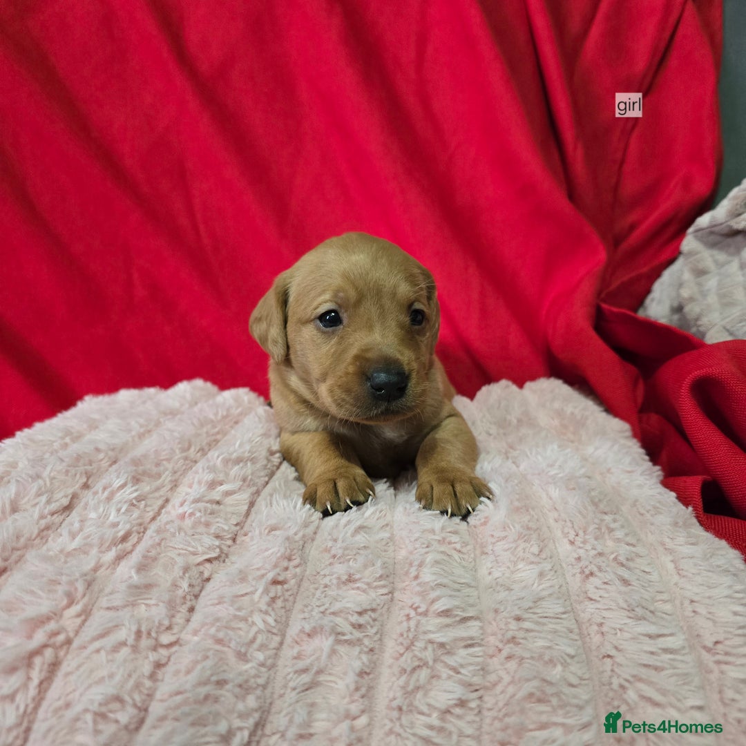 Labrador Retriever dogs for sale: Labrador retriever puppies - Advert 6