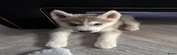 Siberian Husky dogs for sale: Male grey/white Husky puppy for sale - Advert 16