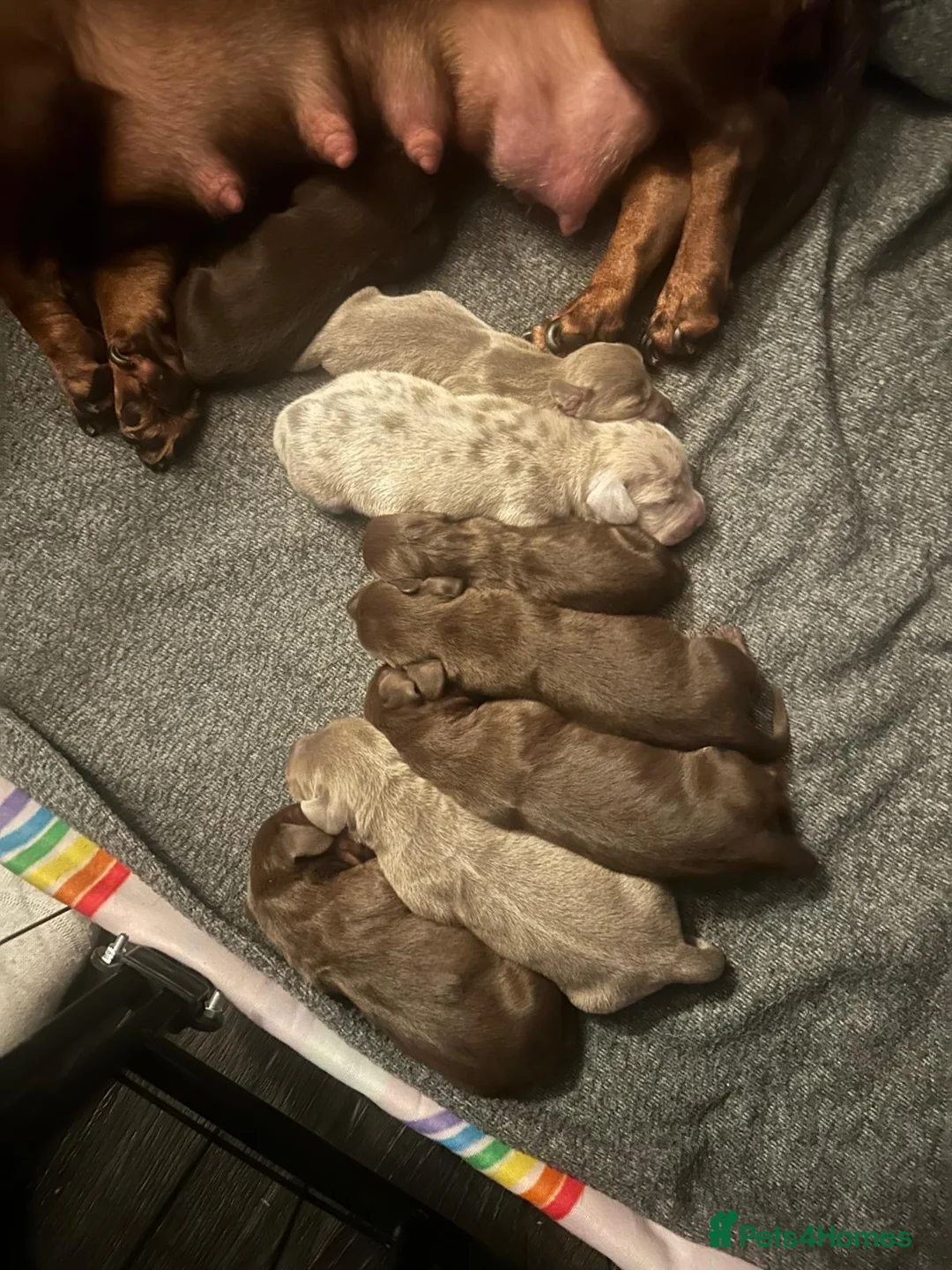 Dachshund dogs for sale: Bella - Advert 2