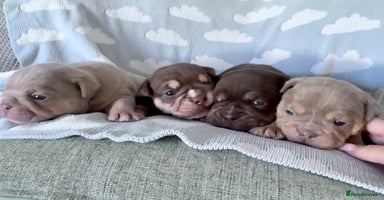 English Bulldog dogs - Advert 9