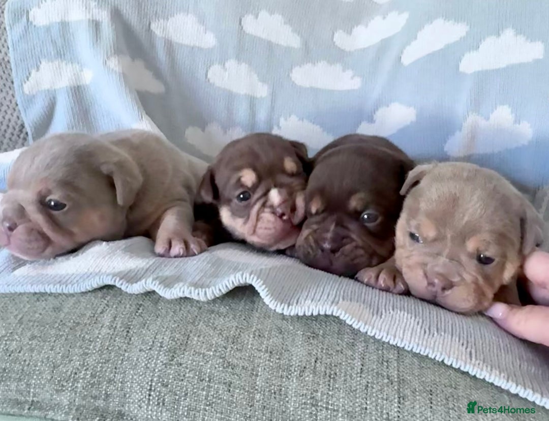 English Bulldog dogs for sale: Self Whelped Healthy English bulldog Babies❤️🤍 - Image 2