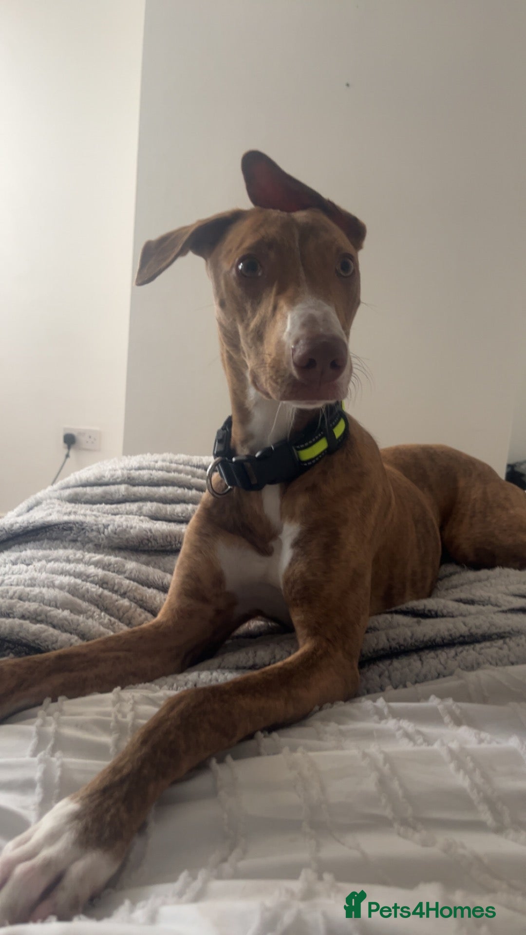 Mixed Breed dogs Female dog for sale - Advert 1