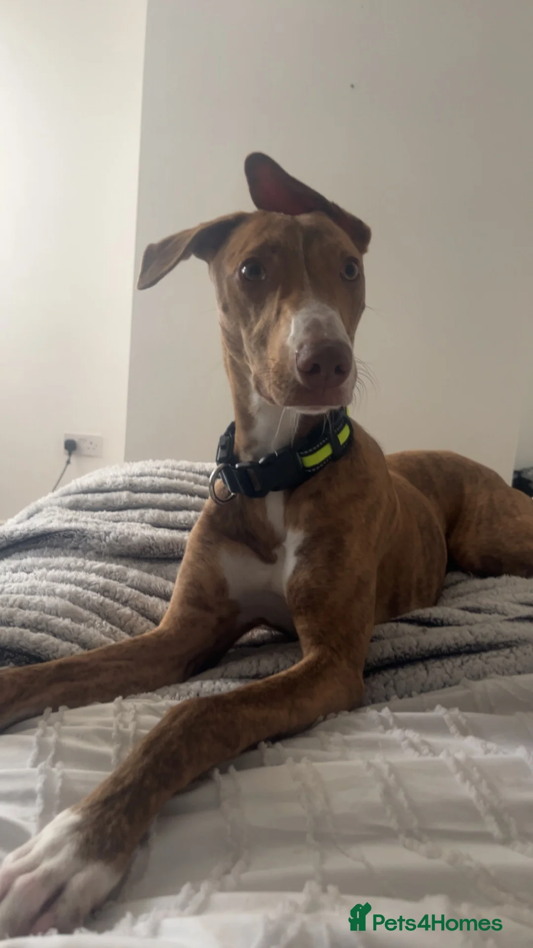 Mixed Breed dogs for sale: Female dog for sale in Sheffield - Advert 1