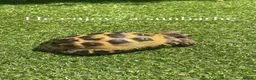 Tortoise reptiles for sale: Horsefield tortoise & full set up in Leeds - Advert 3