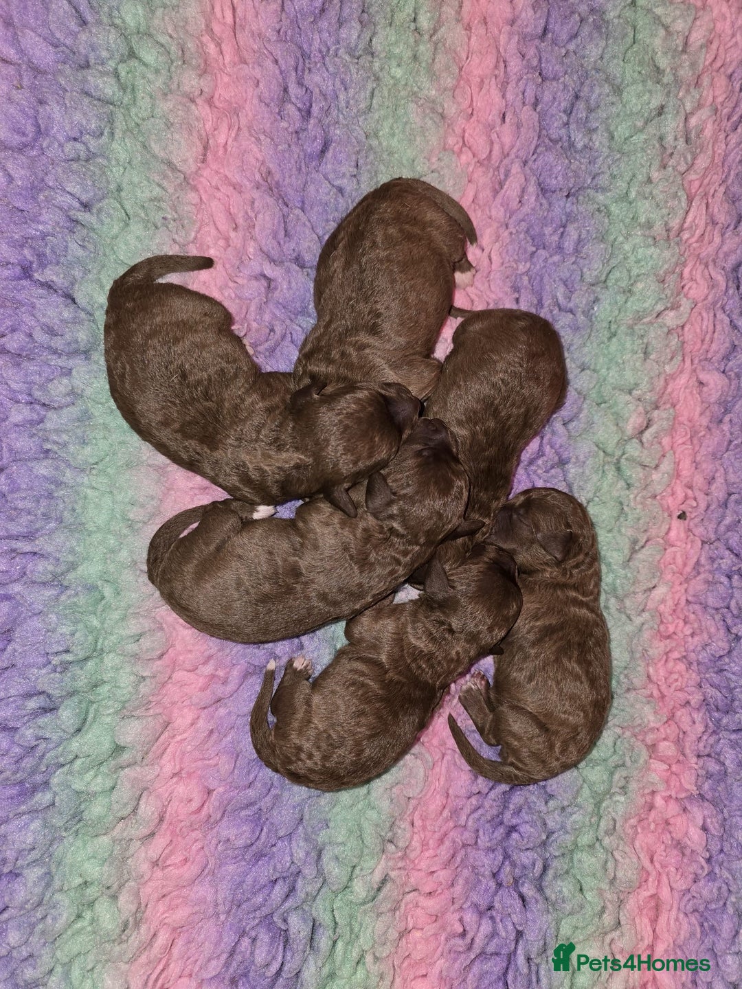 Bedlington Terrier dogs for sale: KC reg Bedlington Terrier - Advert 3