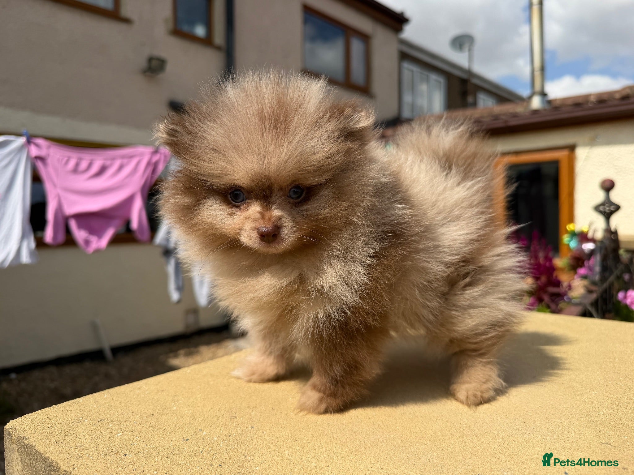 Pomeranian dogs 🍫🍦BLUE EYED CHOC & CREAM MEARLE TEDDY BEARS🍫🍦 - Advert 6