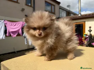 Pomeranian dogs 🍫🍦BLUE EYED CHOC & CREAM MEARLE TEDDY BEARS🍫🍦 - Advert 3
