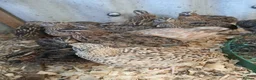 Quail poultry for sale: Pol quail - Advert 3