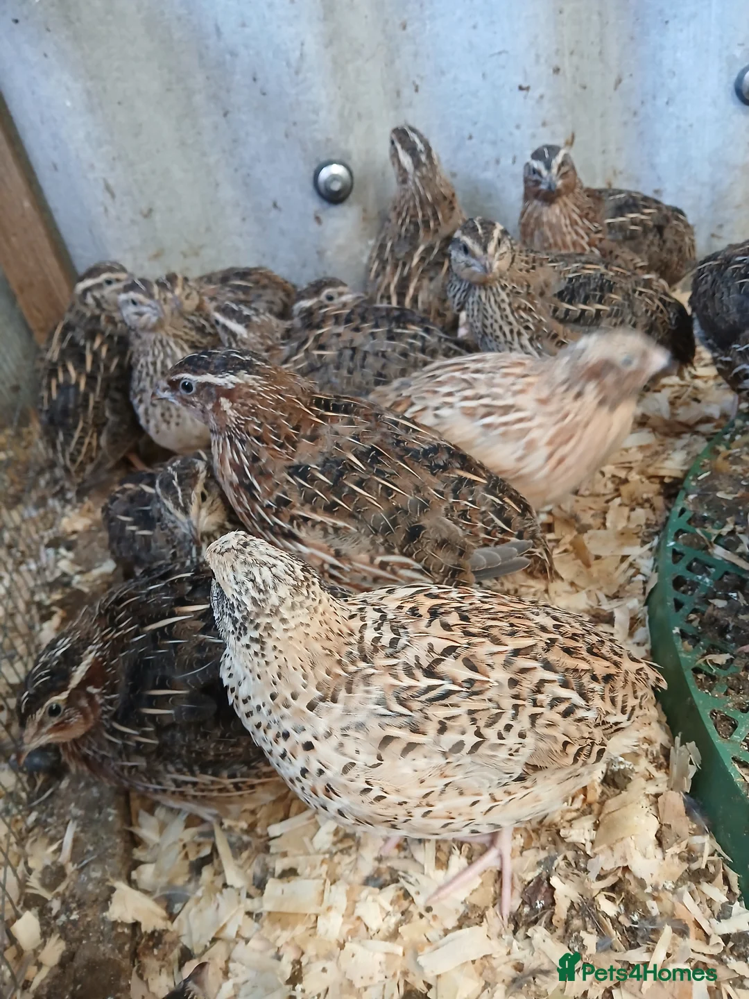 Quail poultry for sale: Pol quail - Advert 3