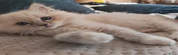 Ragdoll cats for sale: BEAUTIFUL RAGDOLLS KITTENS GCCF REGISTERED  - Advert 8