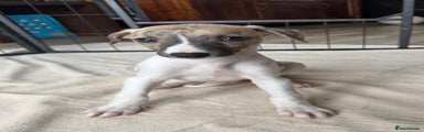 Whippet Puppy 10