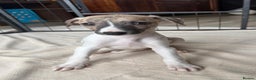 Whippet dogs for sale: Gorgeous whippet puppies for sale - Advert 12