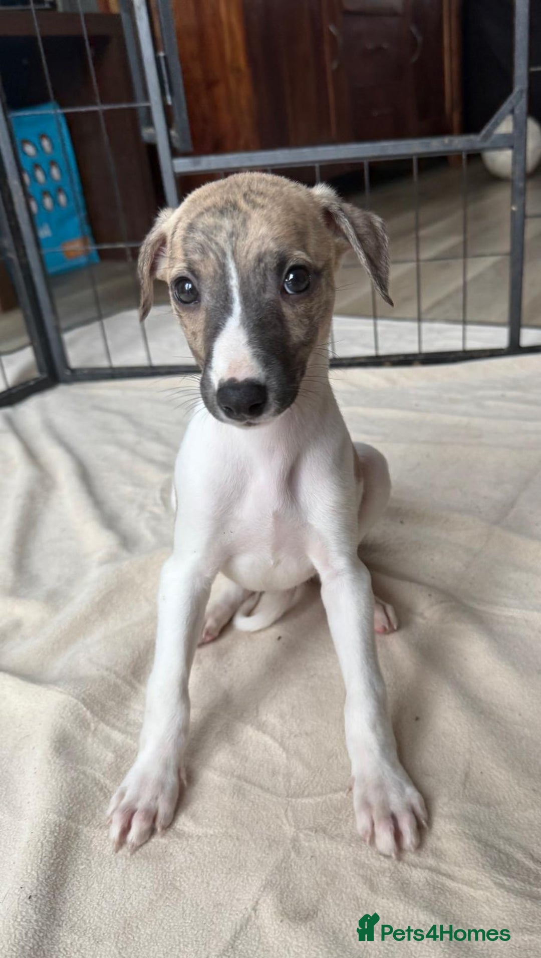 Whippet dogs for sale: Gorgeous whippet puppies for sale - Advert 12