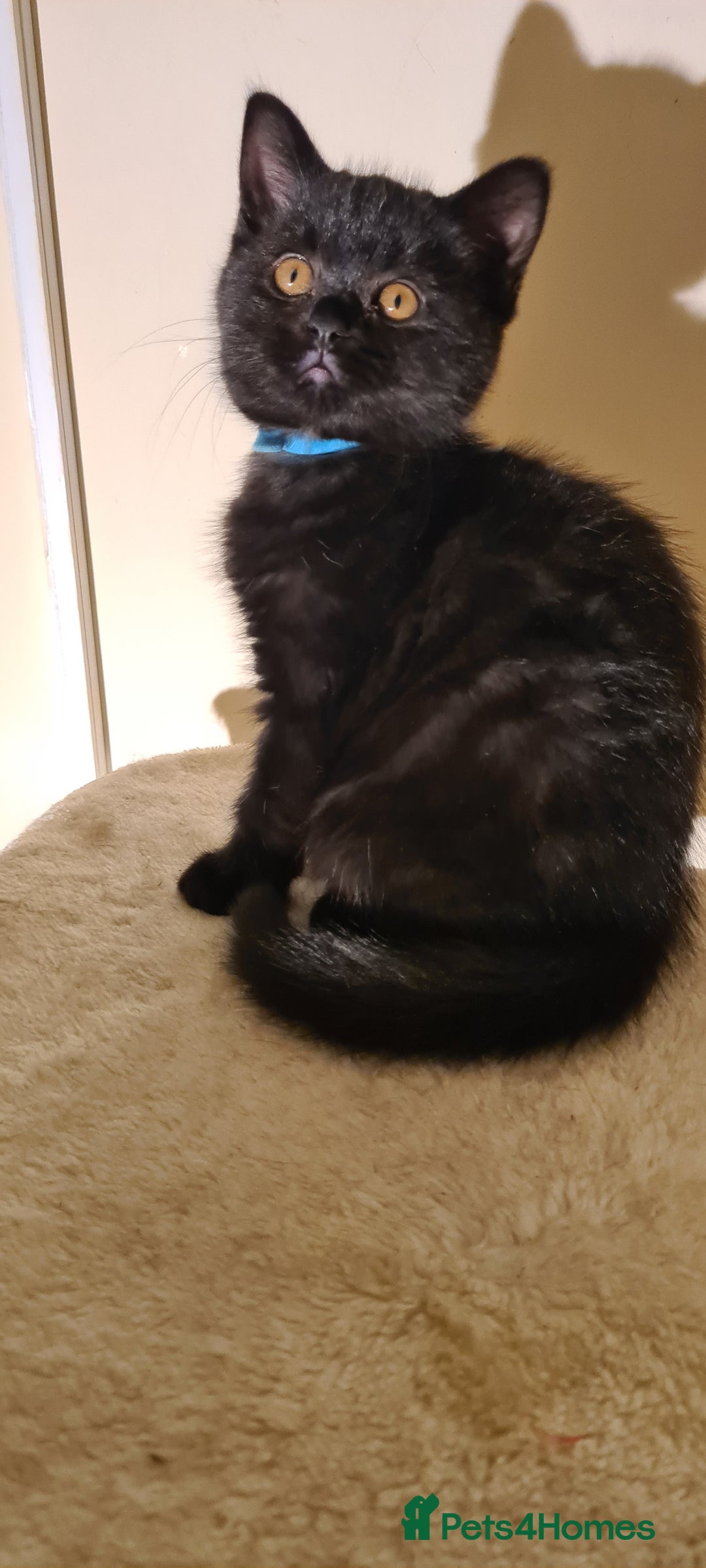 British Shorthair cats for sale: British shorthair black and blue kittens - Advert 16