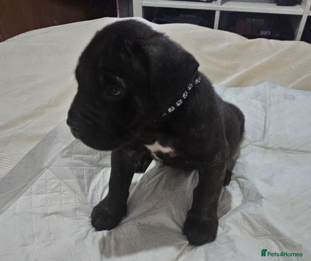 Mixed Breed dogs for sale: Pure Cane corso / pure presa canario puppies. - Image 20