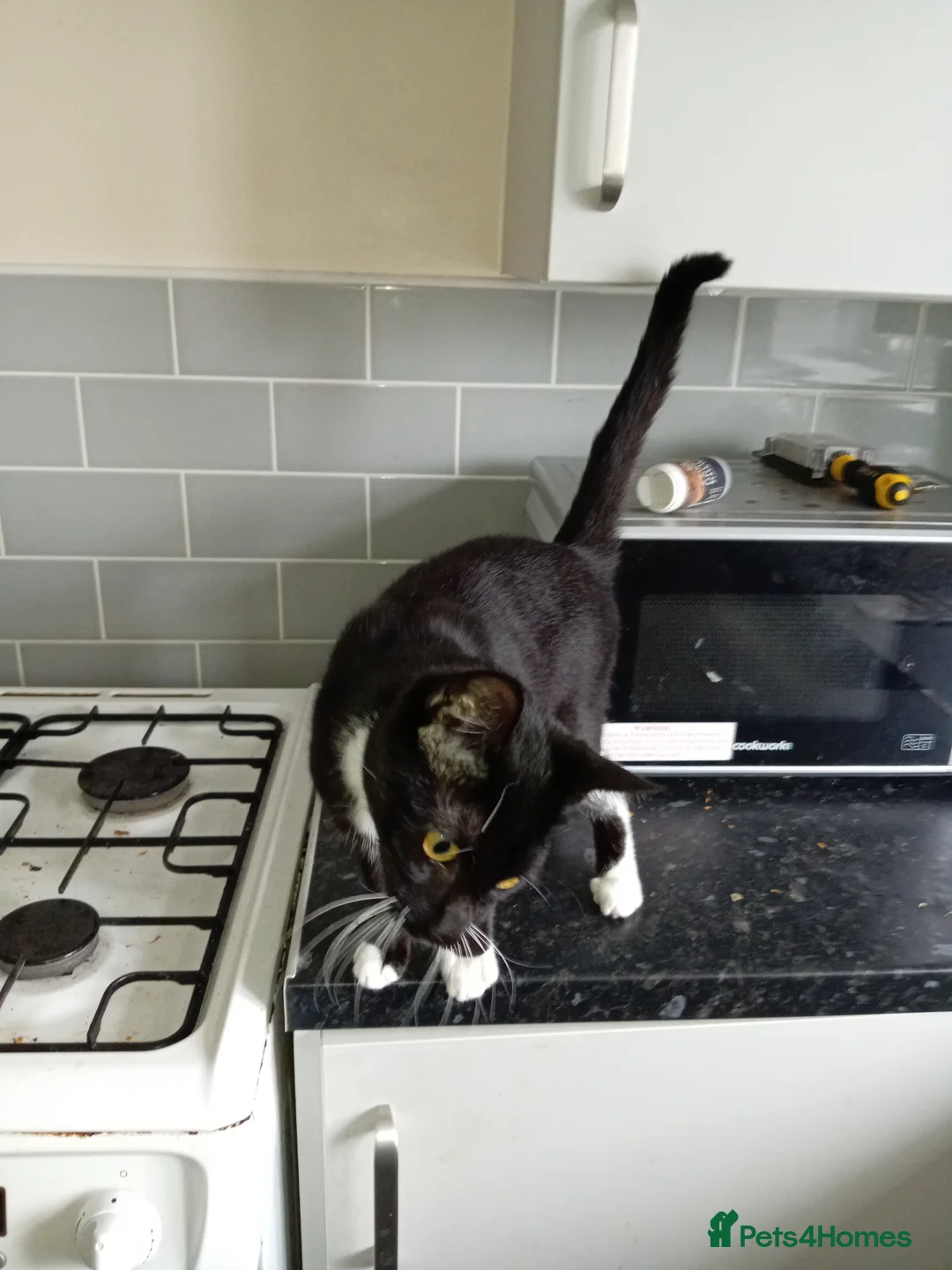 Mixed Breed cats for sale: Little princess - Advert 4