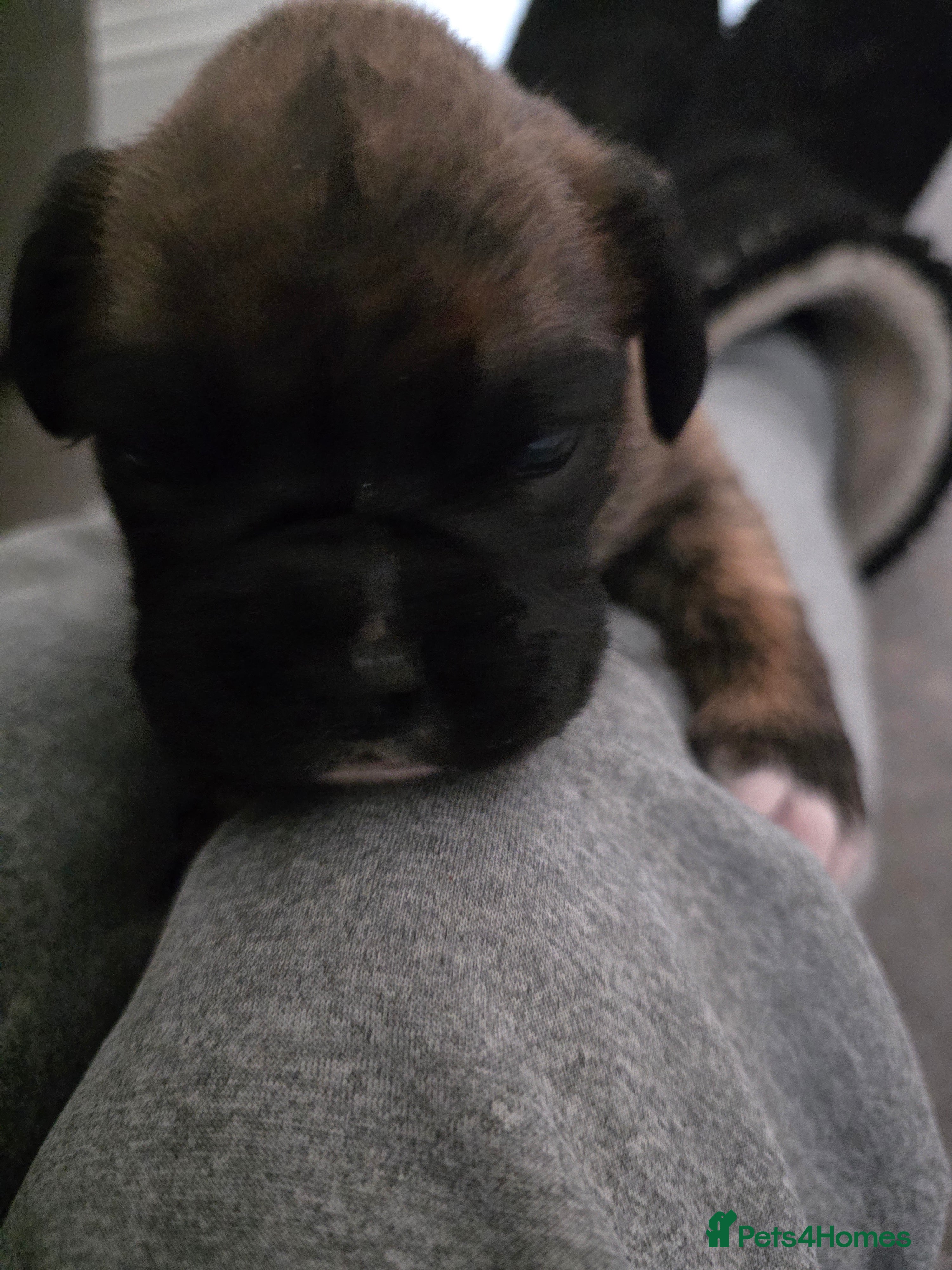 Boxer dogs  1 brindle girl kc reg come take a look  - Advert 14