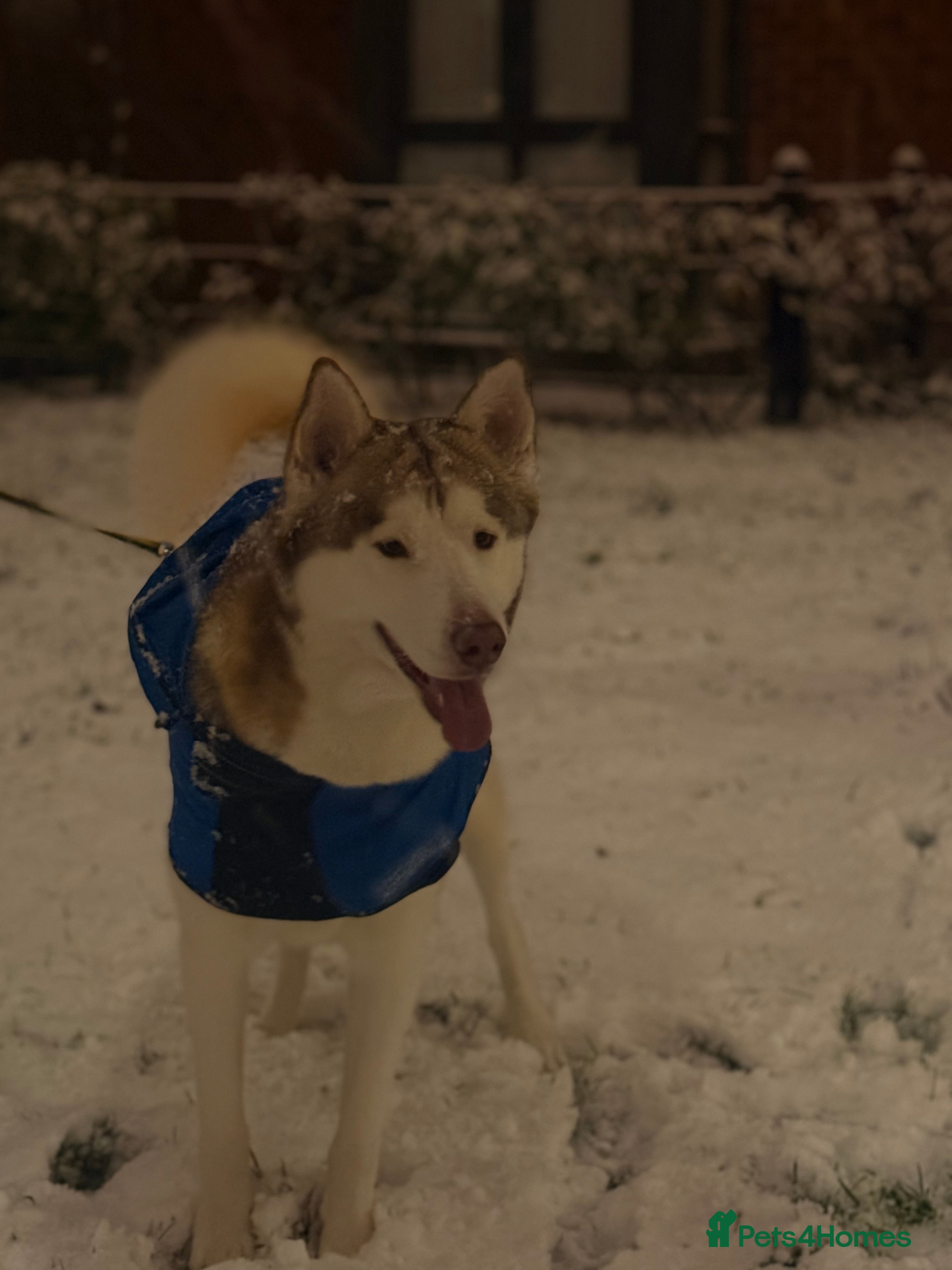 Siberian Husky dogs Husky aka: Cheetah  in Birmingham - Advert 4