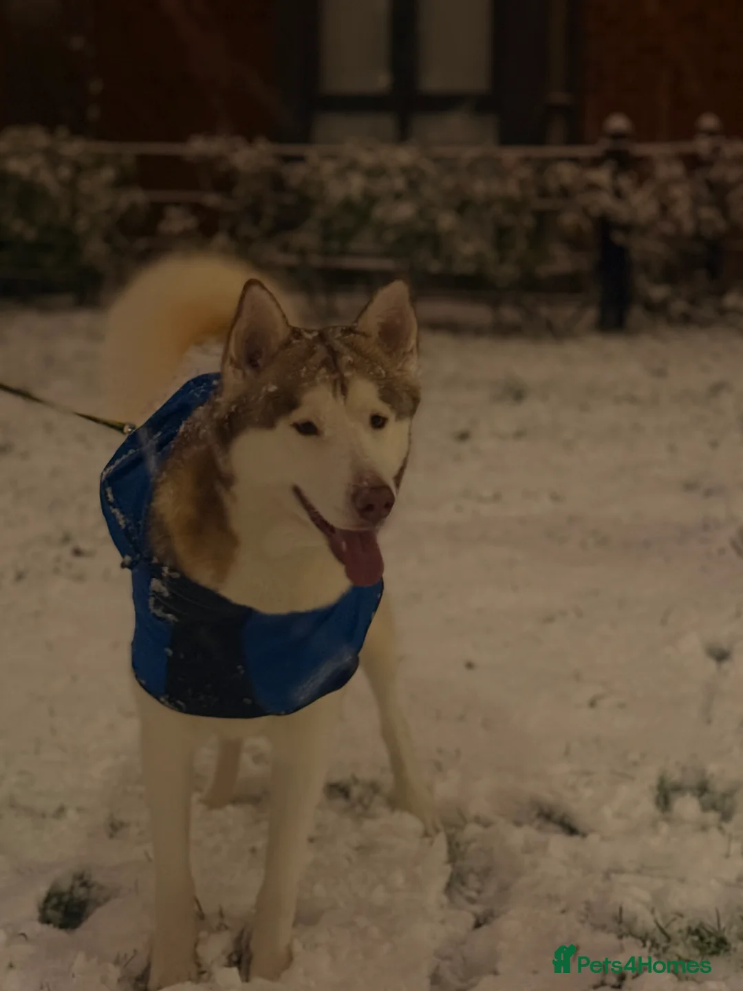 Siberian Husky dogs for stud: Husky aka: Cheetah  in Birmingham - Advert 1