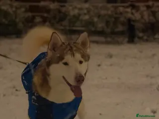 Siberian Husky dogs Husky aka: Cheetah in Birmingham - Advert 4