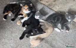 Mixed Breed cats for sale: 2 black kittens available £60!!! - Image 1
