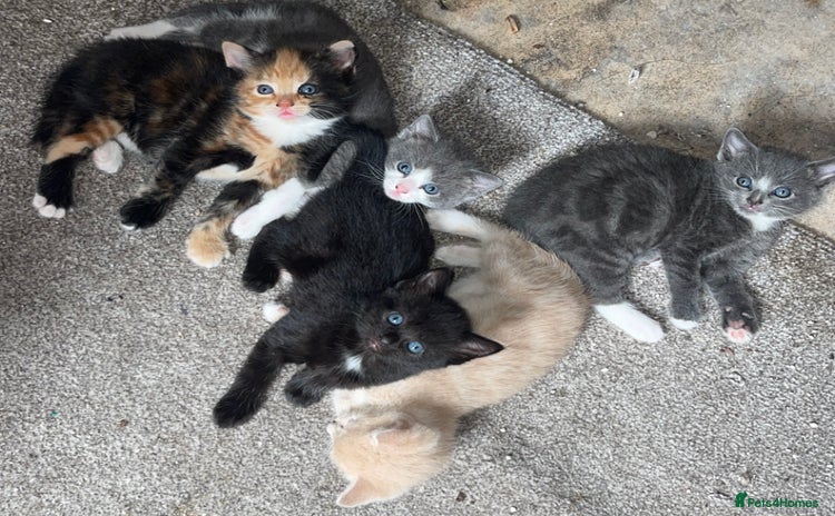 Mixed Breed cats - Advert 1