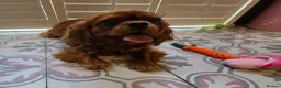 Cavalier King Charles Spaniel dogs for sale: 2 year old ruby cavalier King Charles Spaniel  - Advert 11